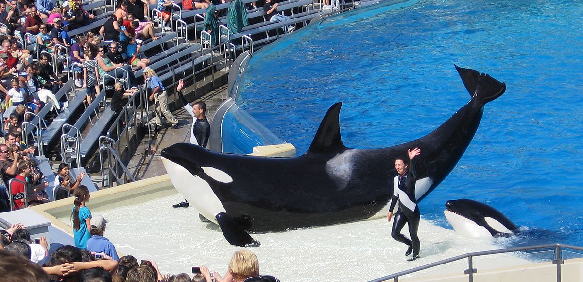 should killer whales be kept in captivity for and against